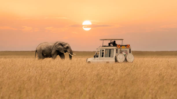 African safari plains, East Africa